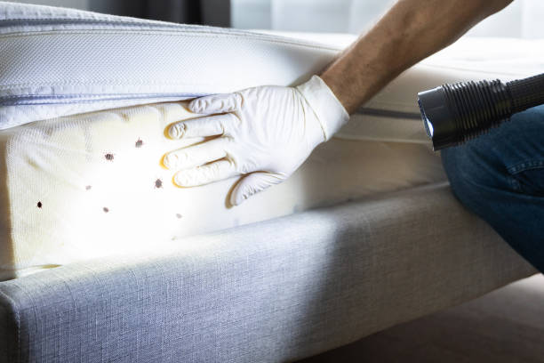 Best Pest Control Near Me in Ellijay, GA