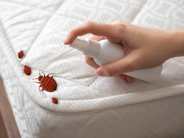 Best Pest Removal Services  in Ellijay, GA