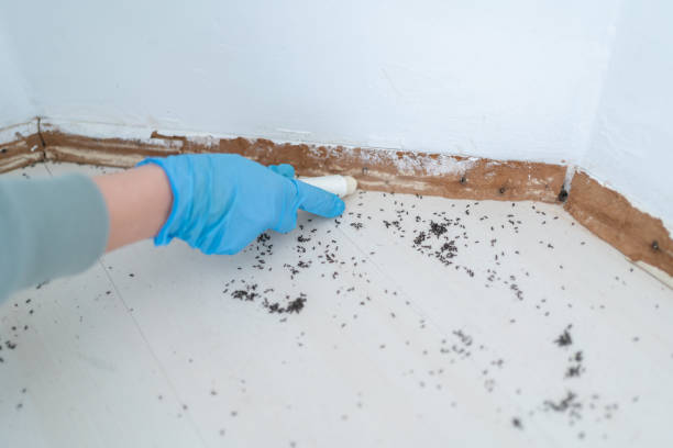 Best Insect Control  in Ellijay, GA